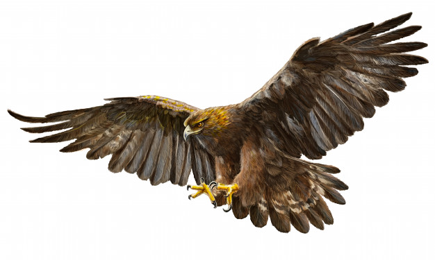 626x375 golden eagle flying hand draw on white background vector - Golden Eagle Drawing