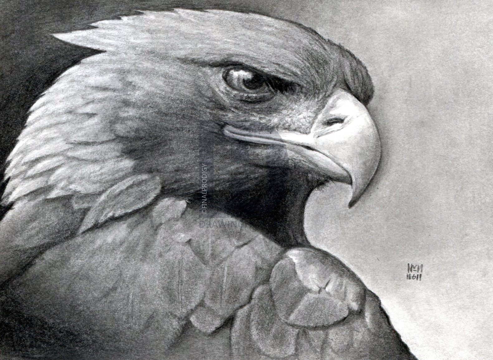 1582x1154 how to draw a realistic eagle, golden eagle, step - Golden Eagle Drawing
