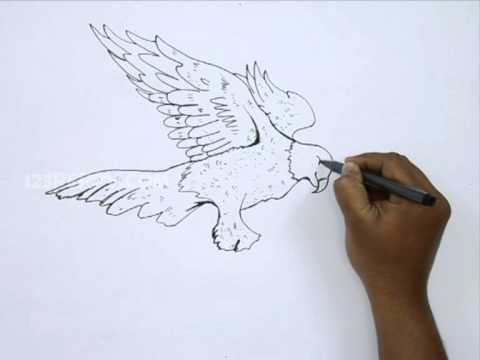 480x360 how to draw a golden eagle - Golden Eagle Drawing