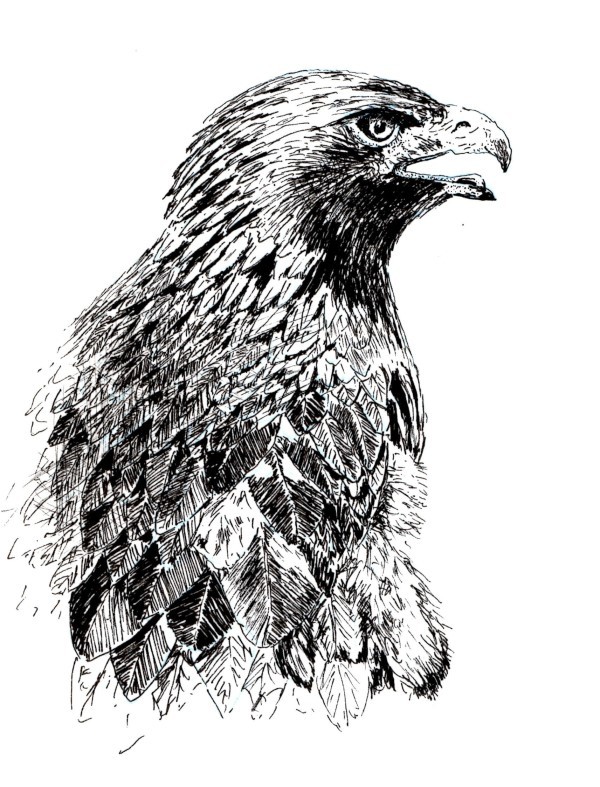 600x787 how to draw a golden eagle in pen and ink online art lessons - Golden Eagle Drawing