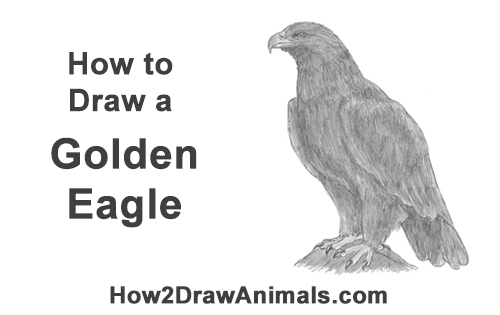 500x315 how to draw a golden eagle - Golden Eagle Drawing