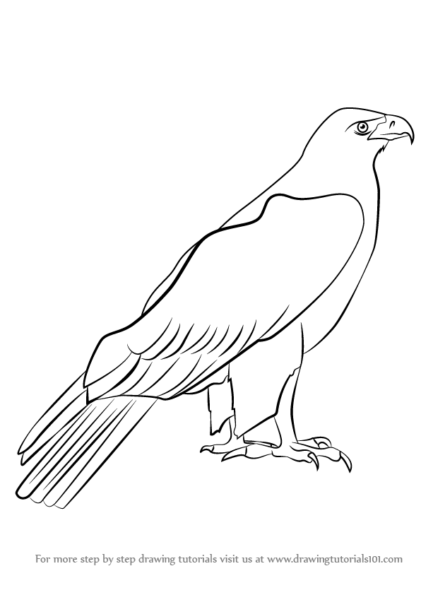 596x842 learn how to draw a golden eagle - Golden Eagle Drawing