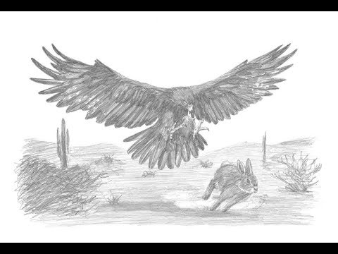 480x360 special drawing golden eagle hunting a rabbit! - Golden Eagle Drawing