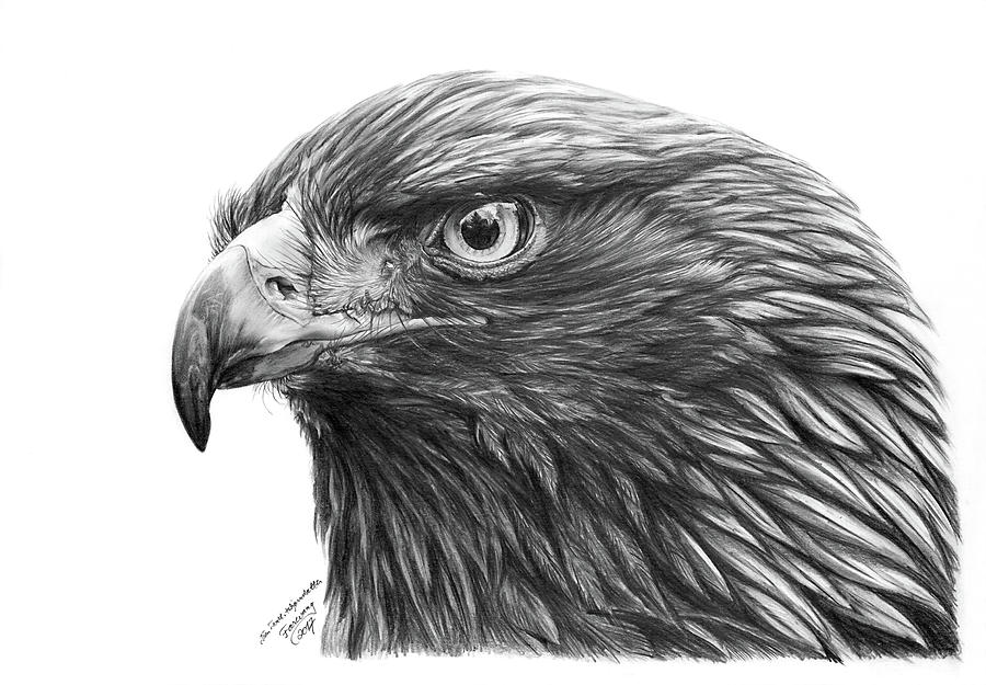900x625 the golden eagle drawing - Golden Eagle Drawing
