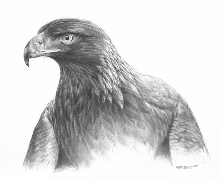 900x736 golden eagle drawing - Golden Eagle Drawing