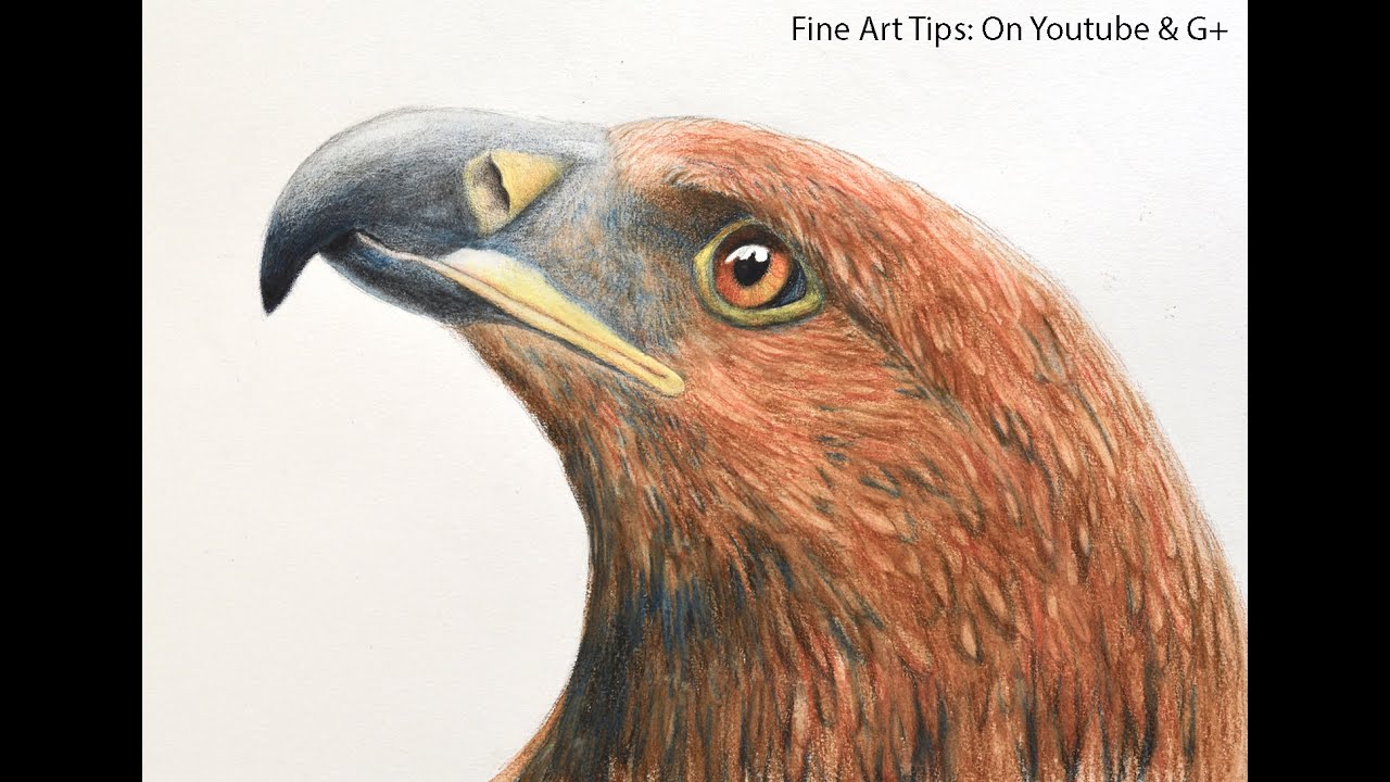 1280x720 drawing a golden eagle's head with watercolor pencils - Golden Eagle Drawing