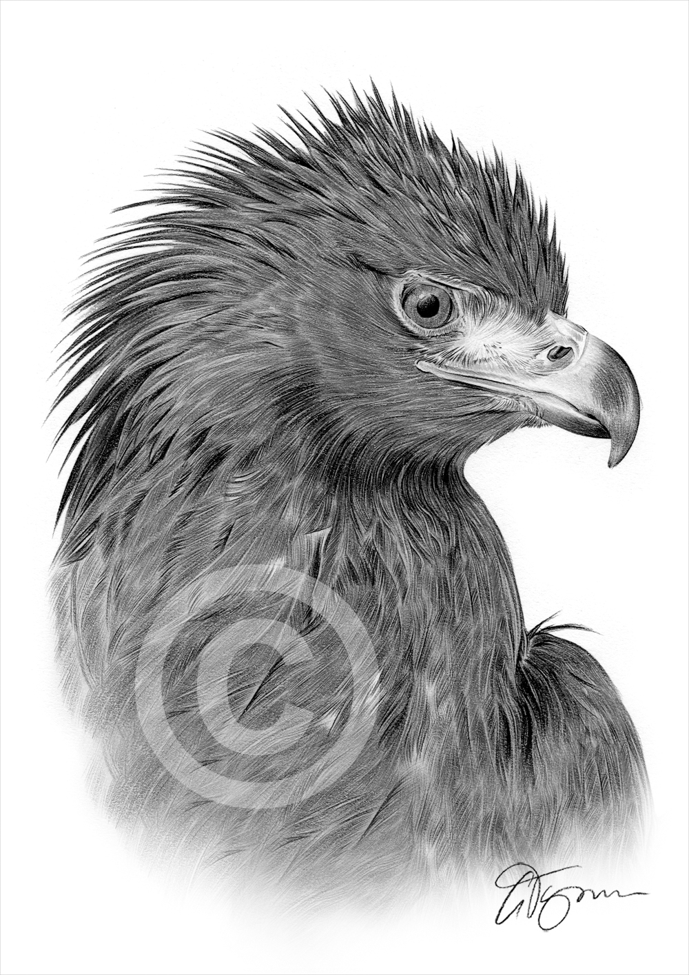 1000x1415 golden eagle bird pencil drawing art print signed - Golden Eagle Drawing