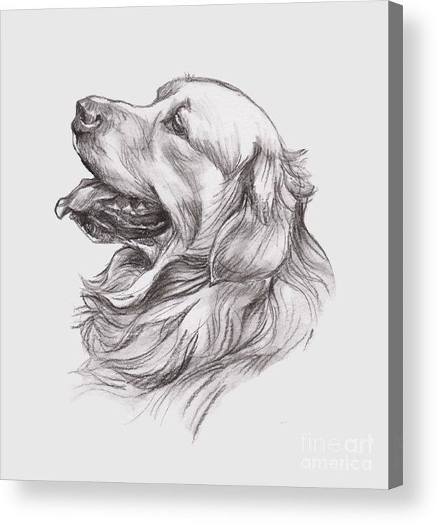 625x750 golden retriever charcoal portrait drawing acrylic print - Golden Retriever Drawing