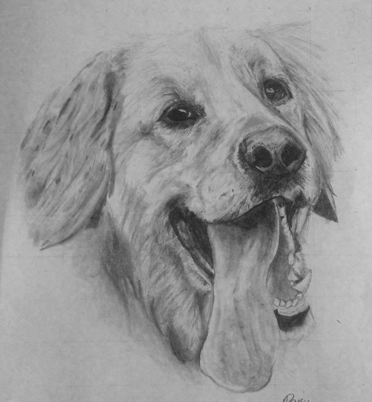 1563x1690 golden retriever drawing beautiful image drawing skill - Golden Retriever Drawing
