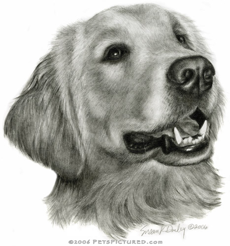 467x500 golden retriever portrait - Golden Retriever Drawing