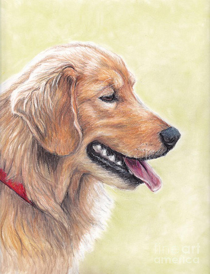 691x900 golden retriever profile drawing - Golden Retriever Drawing