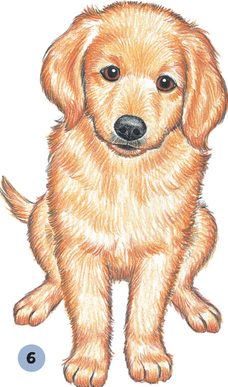 449x761 golden retriever puppy - Golden Retriever Drawing