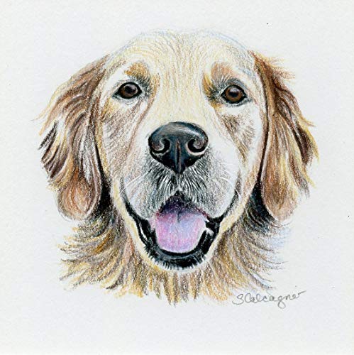 499x500 golden retriever colored pencil drawing handmade - Golden Retriever Drawing