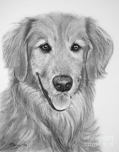 236x300 golden retriever sketch drawing - Golden Retriever Drawing