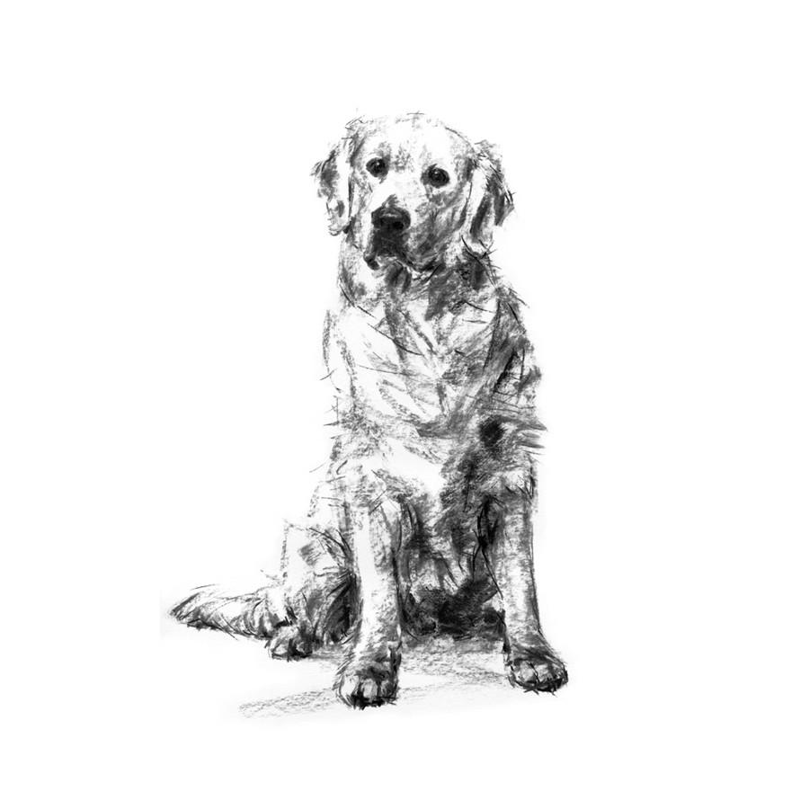 900x900 golden retriever sketch print - Golden Retriever Drawing