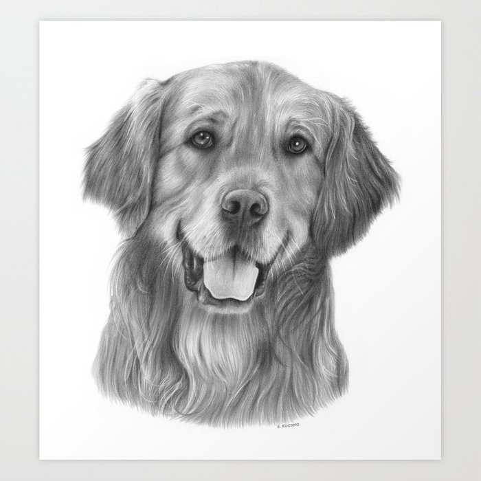700x700 golden retriever graphite pencil drawing art print - Golden Retriever Drawing