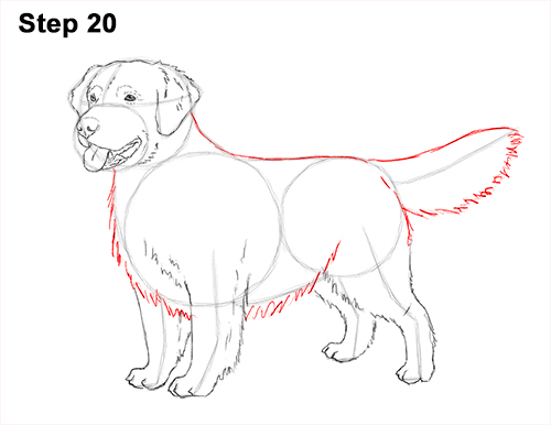 500x386 How To Draw A Dog - Golden Retriever Drawing