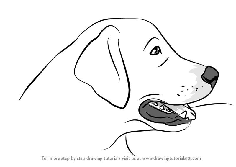800x566 learn how to draw golden retriever head - Golden Retriever Drawing