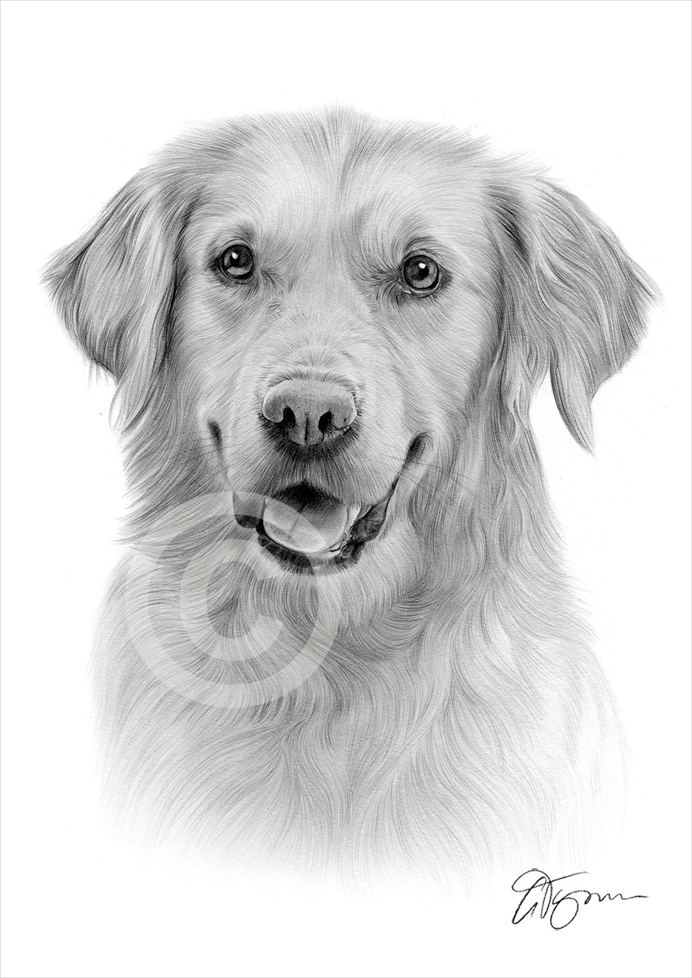 1000x1414 pencil drawing of an adult golden retriever - Golden Retriever Drawing