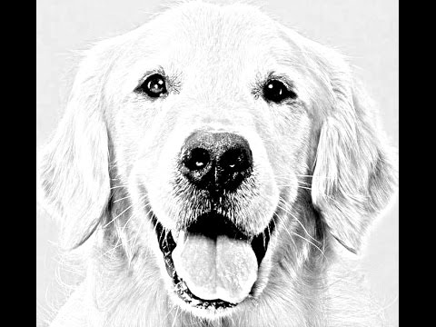 480x360 Drawing A Dog - Golden Retriever Drawing