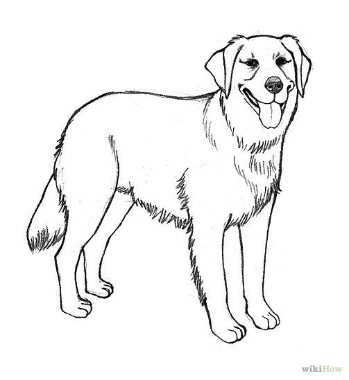 503x549 easy to draw golden retriever - Golden Retriever Drawing
