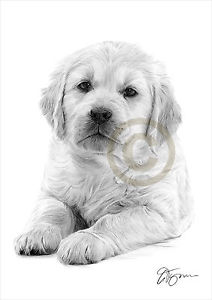 212x300 dog golden retriever puppy pencil drawing print only signed - Golden Retriever Drawing