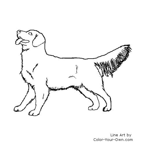500x500 golden retriever coloring page - Golden Retriever Line Drawing