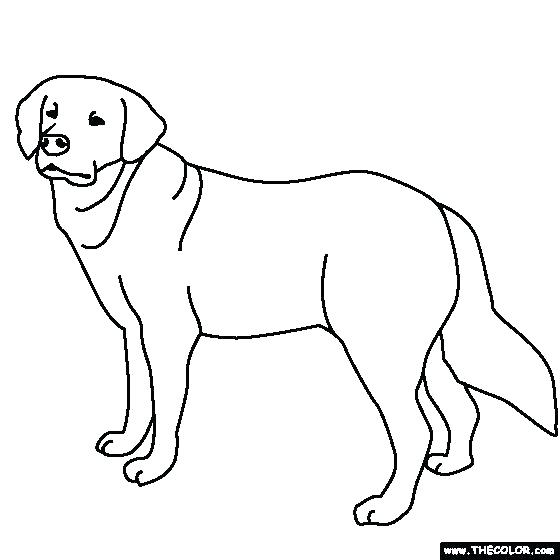 560x560 golden retriever coloring pages different color print sweet - Golden Retriever Line Drawing