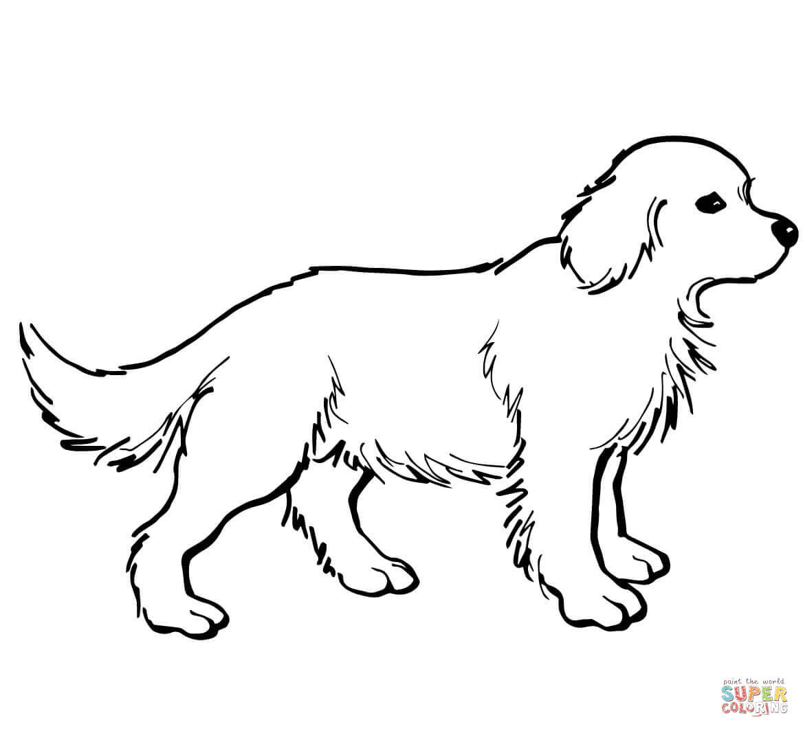 1168x1064 golden retriever puppy coloring - Golden Retriever Line Drawing