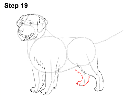 500x386 How To Draw A Dog - Golden Retriever Line Drawing