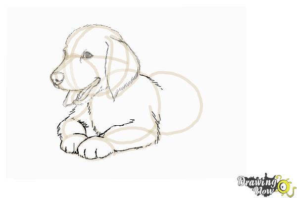 600x400 how to draw a golden retriever puppy - Golden Retriever Line Drawing