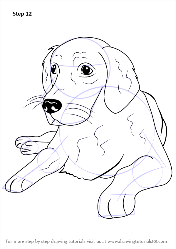 599x846 learn how to draw a golden retriever - Golden Retriever Line Drawing