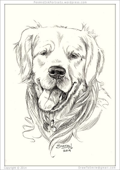 400x566 the glamorous golden retriever shafali's pen ink portrait art - Golden Retriever Line Drawing