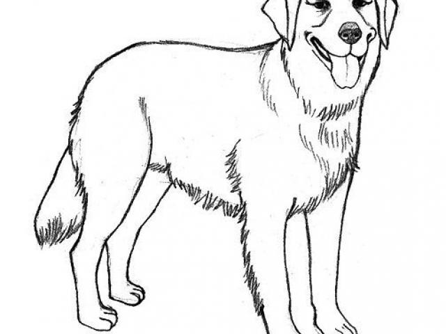 640x480 drawn golden retriever - Golden Retriever Line Drawing