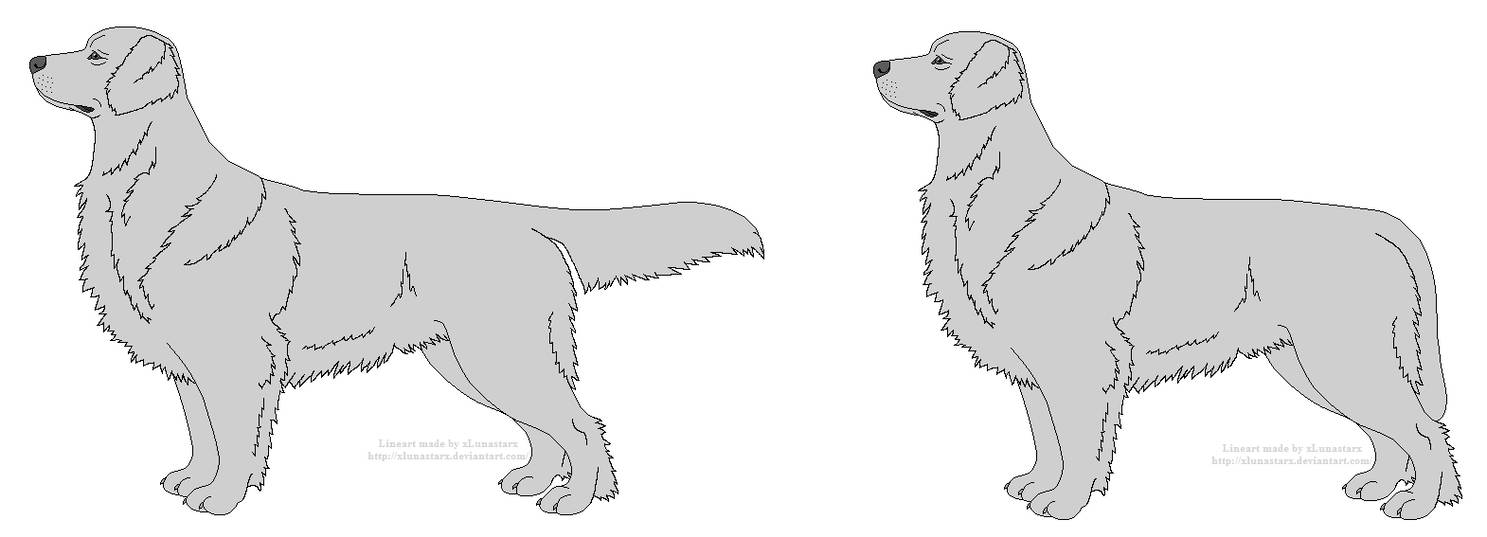 1487x537 free golden retriever lines female - Golden Retriever Line Drawing