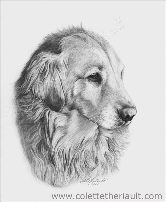 550x669 golden retriever dog portrait drawing using charcoal and graphite - Golden Retriever Pencil Drawing