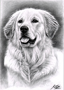 215x300 golden retriever drawings fine art america - Golden Retriever Pencil Drawing