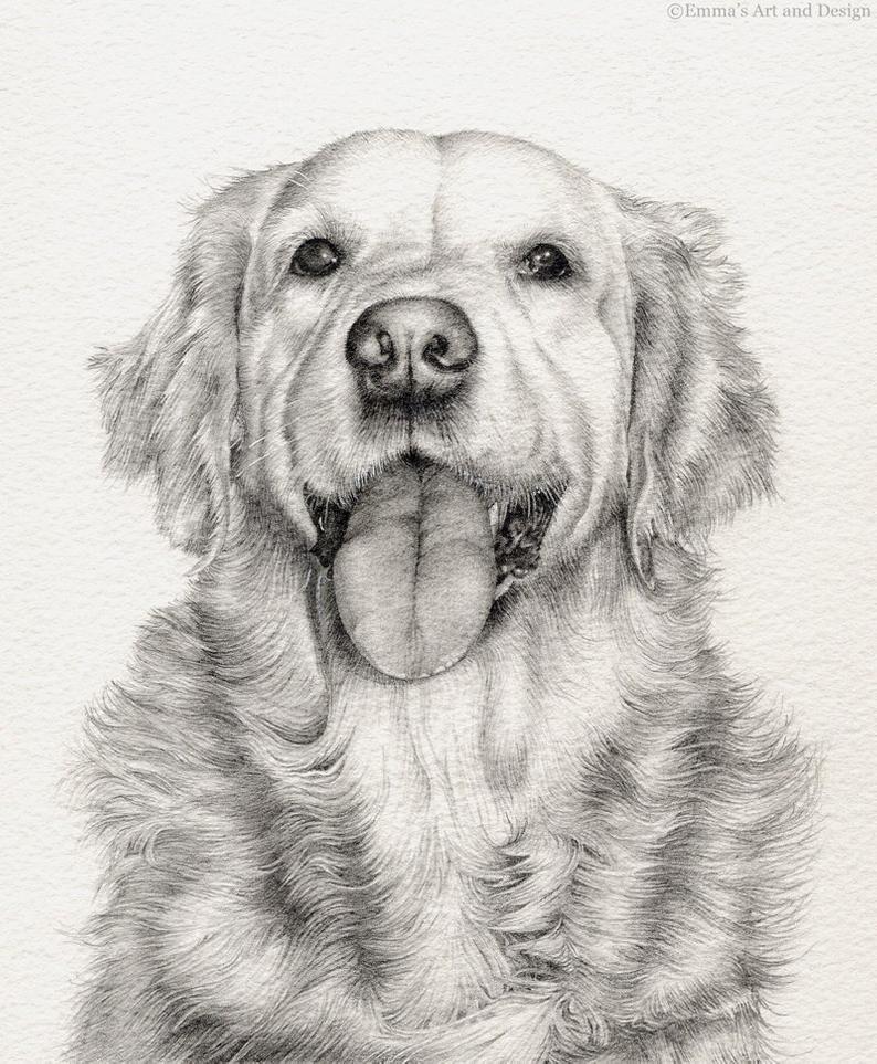 Golden Retriever Pencil Drawing at PaintingValley.com | Explore ...