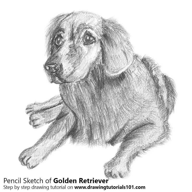 800x800 golden retriever pencil drawing - Golden Retriever Pencil Drawing