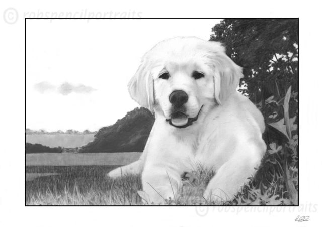 640x452 golden retriever puppy pencil drawing print great gift present - Golden Retriever Pencil Drawing