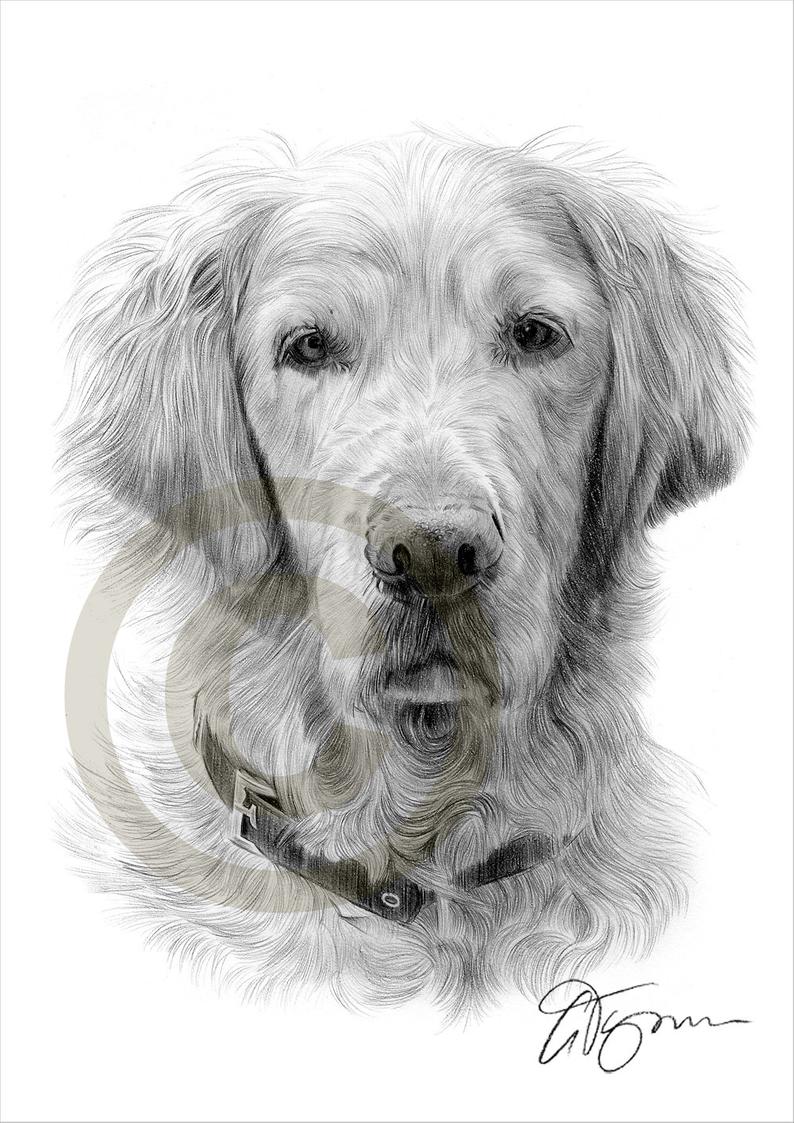 794x1123 golden retriever pencil drawing print artwork signed - Golden Retriever Pencil Drawing
