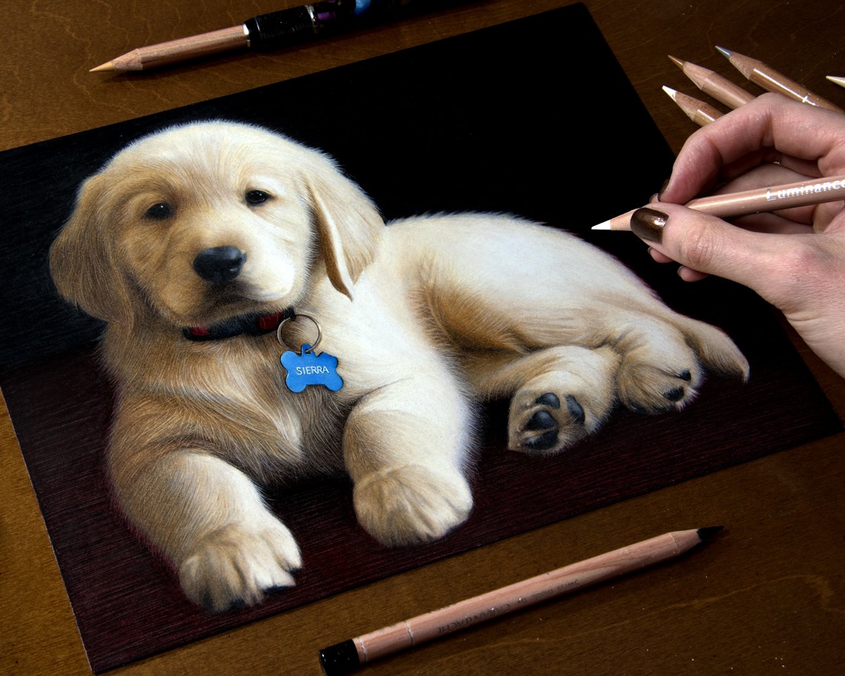 1200x960 Heather Rooney On Twitter Colored Pencil Drawing Of My Golden - Golden Retriever Pencil Drawing