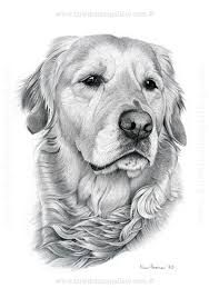 188x268 image result for golden retriever pencil drawing pyrography - Golden Retriever Pencil Drawing