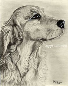 235x300 pencil dog art,golden retriever print - Golden Retriever Pencil Drawing