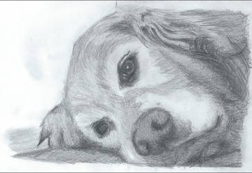 364x250 pencil drawing of golden retriever - Golden Retriever Pencil Drawing