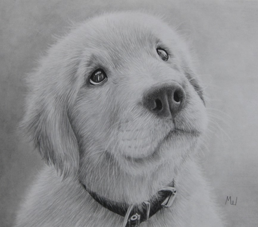 Golden Retriever Pencil Drawing at PaintingValley.com | Explore ...