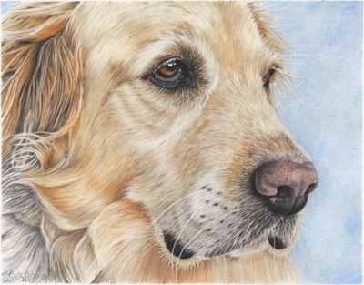 400x313 Wildlife Pet Fine Art Sketchbook - Golden Retriever Pencil Drawing