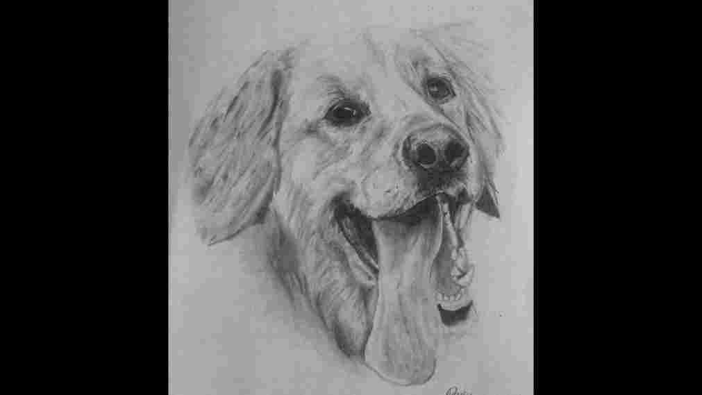 1011x569 black and white pencil drawings of golden retriever - Golden Retriever Pencil Drawing