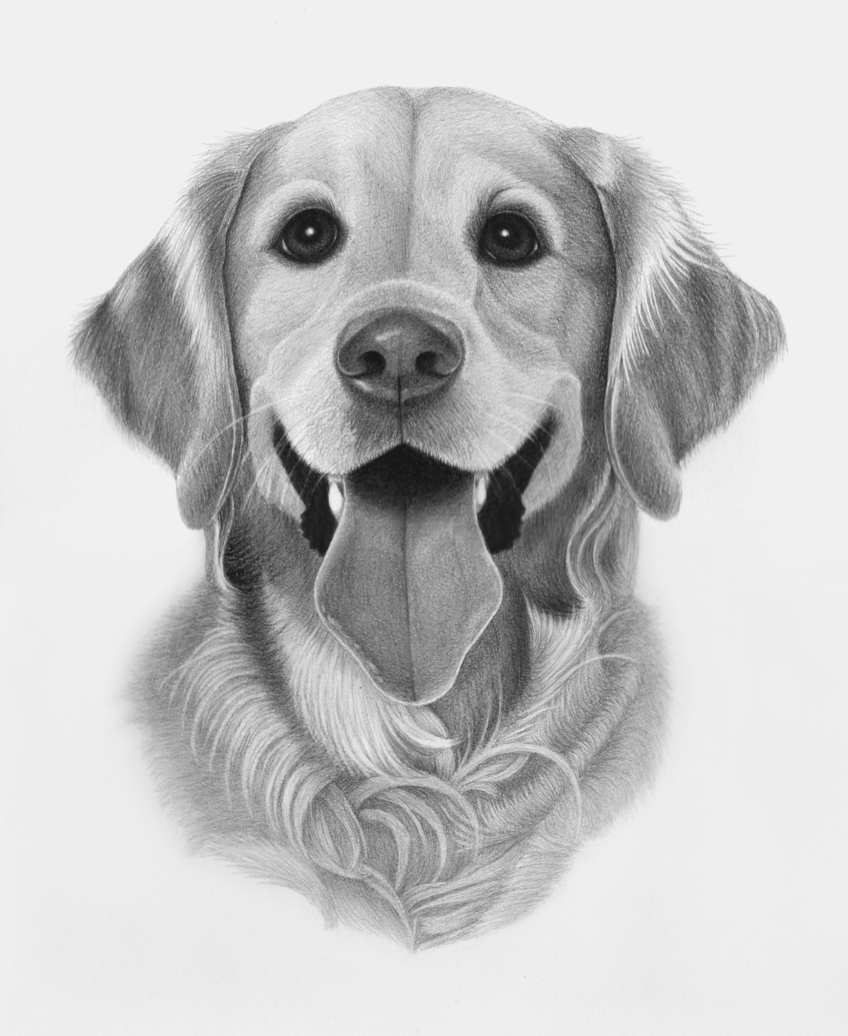 1228x1500 golden retriever i sketch pets - Golden Retriever Pencil Drawing