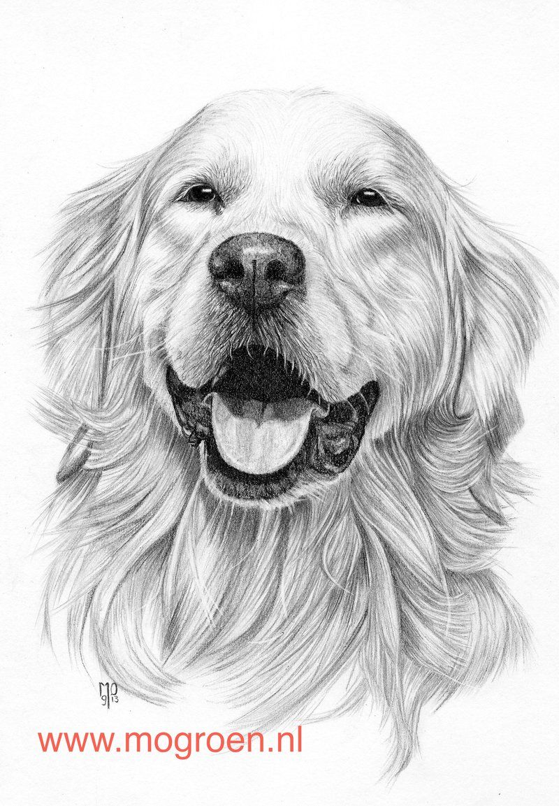 800x1153 Potlood - Golden Retriever Pencil Drawing